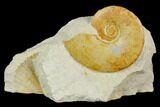 Ammonite (Glochiceras) Fossil in Rock - Drügendorf, Germany #125444-1